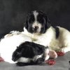 Chiot Landseer Faun et Combo z laderova